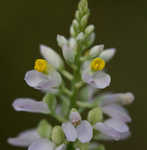 Chapman's milkwort